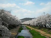 문경시 모전동 벗꽃