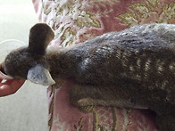 엄마 잃은 고라니