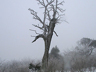 태백산눈산행2