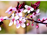 Cherry Plum Blosso..