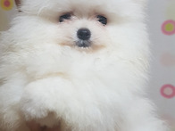 저희집 화이트 포메 강아지..