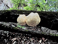 나무수분을 빨아먹..