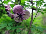 한국의 야생 넝굴 ( 으름 ..