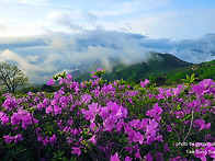 황매산 철쭉