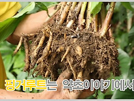핑거루트 효능, 핑거루트 ..