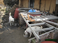 귀찮아즘과 임시방편..방콕.