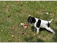 올가을엥 이 강쥐와 사냥을..