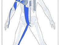 Models of Myofasci..