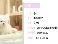 화이트 포메리안 공주님~