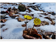 코로나 때문에 꽃구경도 ..