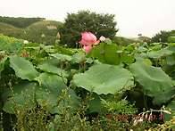 장안 연지 축제