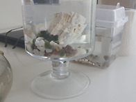 영웅들~구피이야기 1