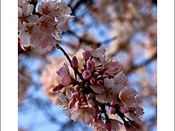 봄의 꽃다발 - 분당중앙공..