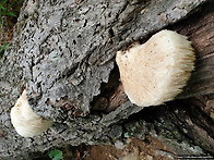 노루궁뎅이버섯