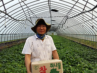 참취나물 1kg. 4kg 주문..