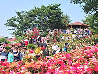 도당동 장미축제
