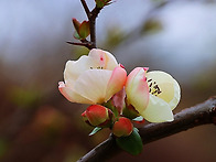 [영상 음악] 삼색 명자꽃 ..