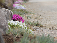 향산사 마당에서 2