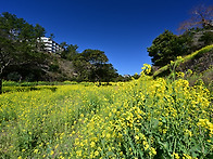 유채밭