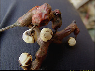 헛개나무 열매(지구자) 문..