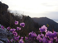 봄 산행사진~^^*..