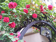 105동 1층 현관앞 장미