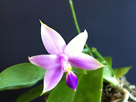 Phalaenopsis 가 계속 꽃망울을 터트리고 ..