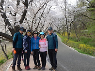 경주 벚꽃 김유신장군 흥무..