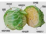 위장 건강에 좋은..
