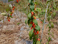 올 첫해 구기자 ..