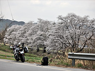 서도역(혼불)의 벚꽃구경