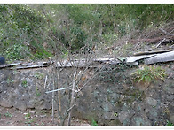 유자나무, 감귤나무 냉해