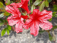 그리운 지난날 들