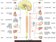 밤에 음식섭취를 줄여야하..