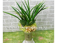 크리스마스선물/동양란/일..