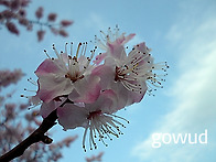 살구꽃