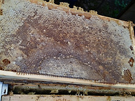 올해도 풍밀하세요.