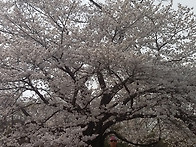 팔영산 4 (능가사..