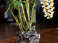 Den.thyrsiflorum 구..