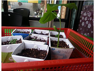 내가키우고있는 식물들