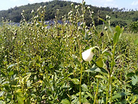 으뜸도라지 종자를 판매합..