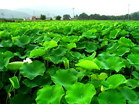 2012 연꽃
