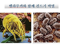 멜라루카와 함께 진드기 ..