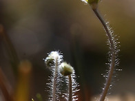 노루귀,변산바람꽃