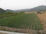 산산이 부숴진 쌍치 배추