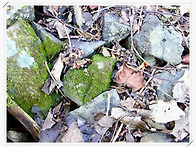 헛개나무열매 판매(지구자..