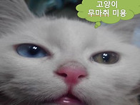 고양이 무마취 미용