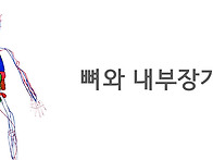 뼈와 내부장기