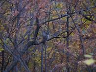 올빼미 오대산국립공원