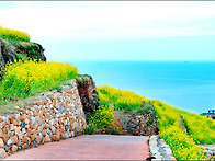 유채. 바다. 그리고 빨간지..